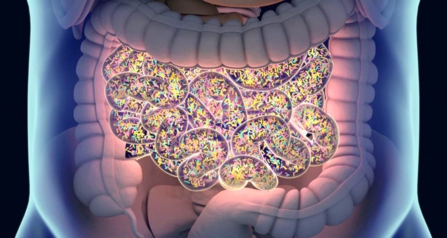 transplantation fecale infection mort