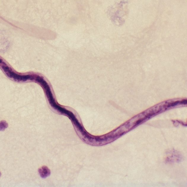 ver parasitaire