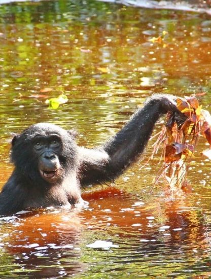 bonobos herbes aquatiques