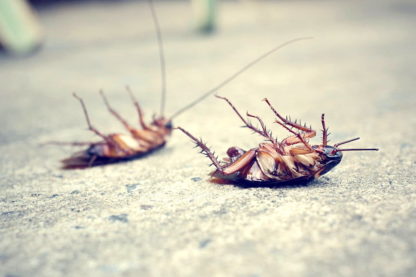 cafards etude montre adaptation rapide insecticides