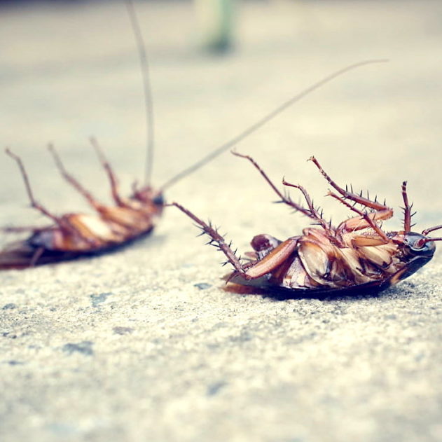 cafards etude montre adaptation rapide insecticides