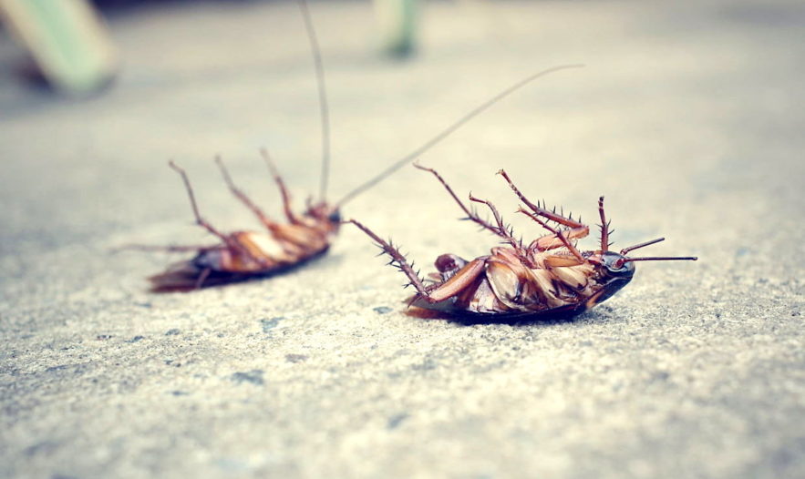 cafards etude montre adaptation rapide insecticides