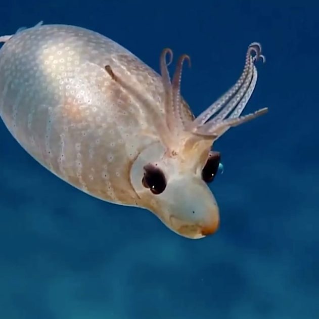 calamar porcelet helicocranchia pfefferi