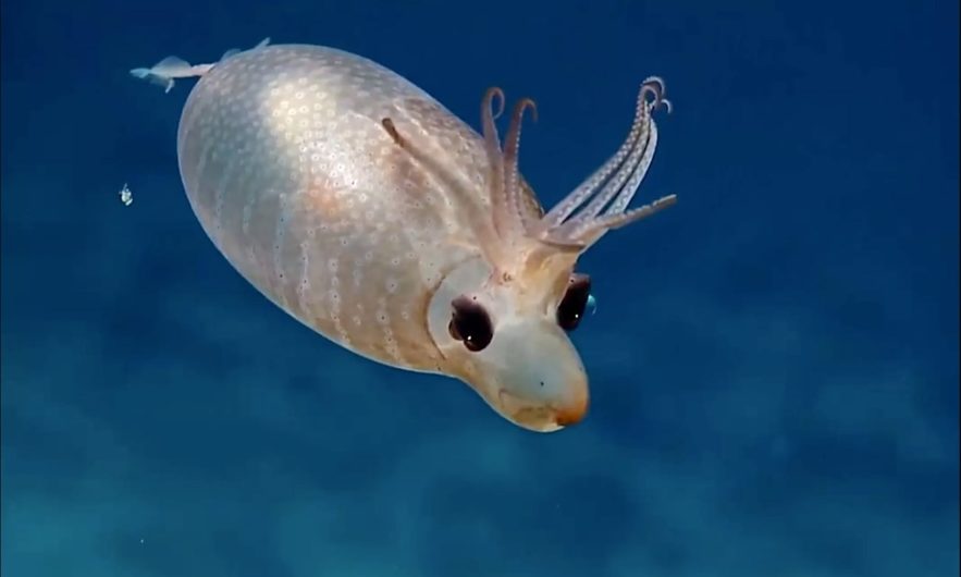 calamar porcelet helicocranchia pfefferi