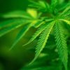 cannabis flavonoides anti-inflammatoire
