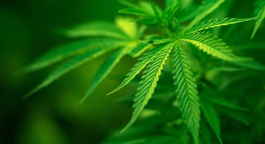 cannabis flavonoides anti-inflammatoire