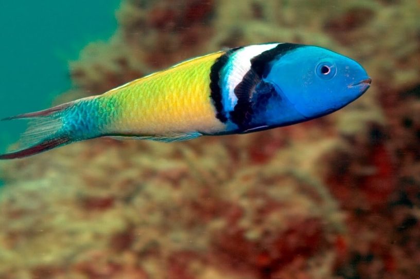 changement sexe poissons