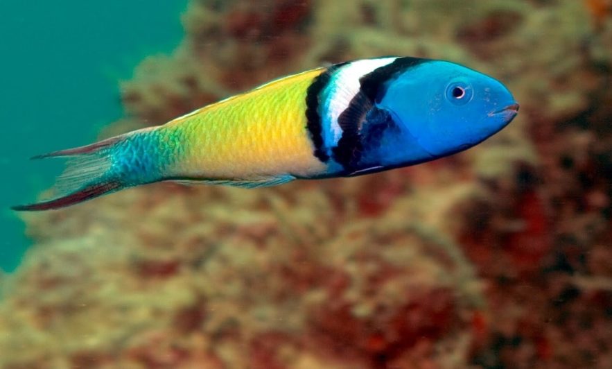changement sexe poissons