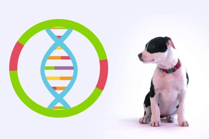 chiens genetique