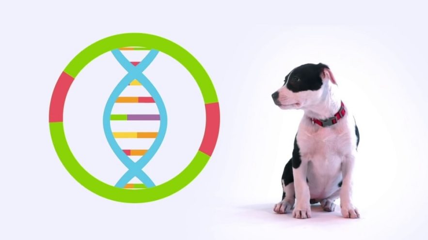 chiens genetique