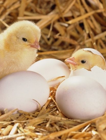 communications oeufs