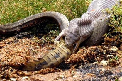 crocodie serpent repas