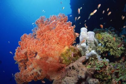 eponge biodiversite