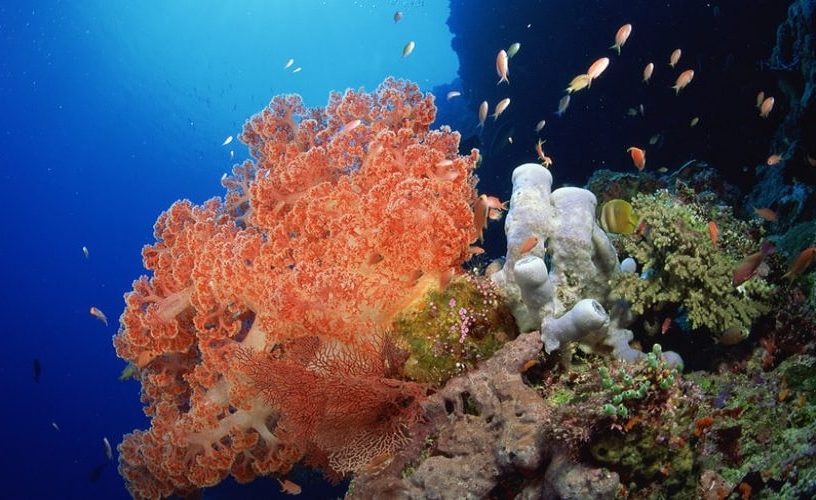 eponge biodiversite