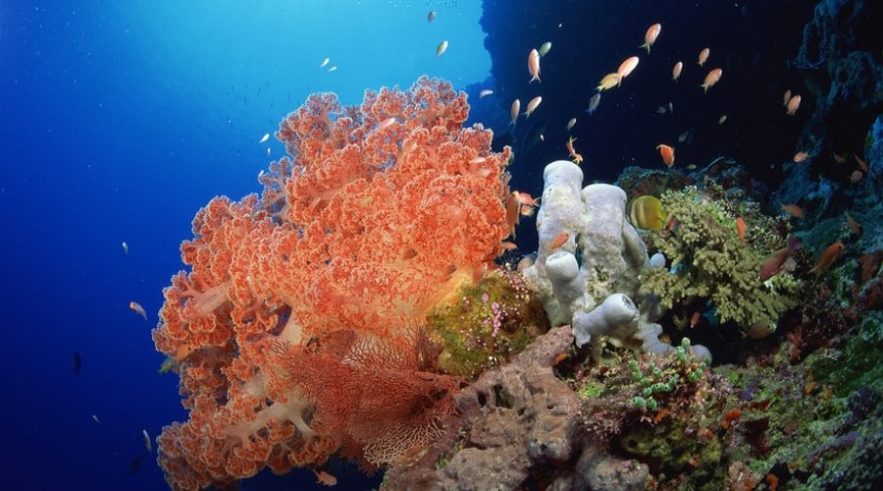 eponge biodiversite