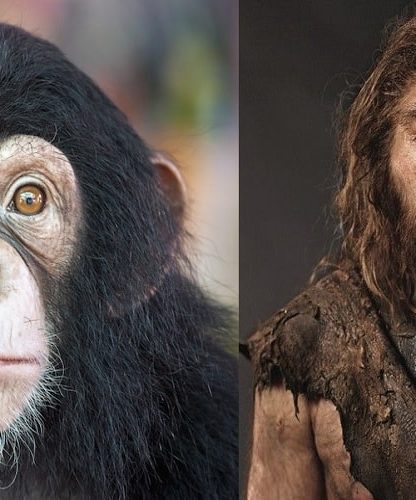 evolution homme chimpanzes