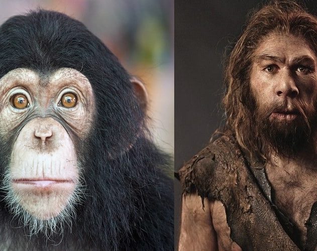 evolution homme chimpanzes
