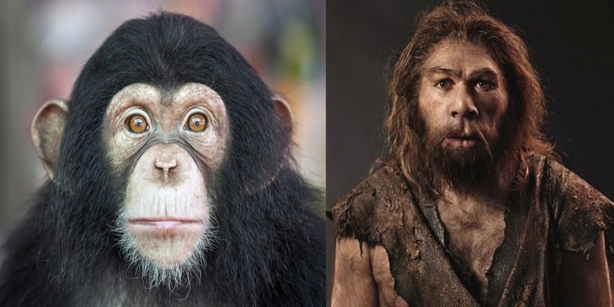 evolution homme chimpanzes