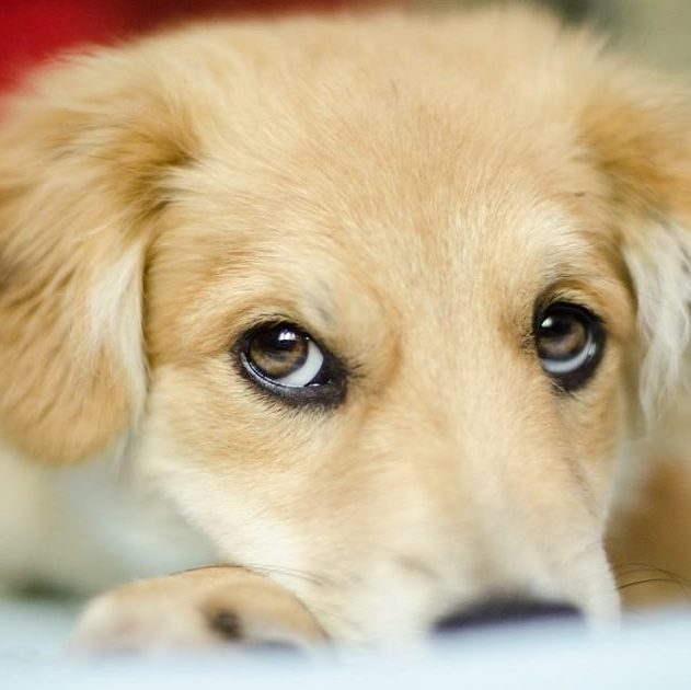 evolution yeux chiens