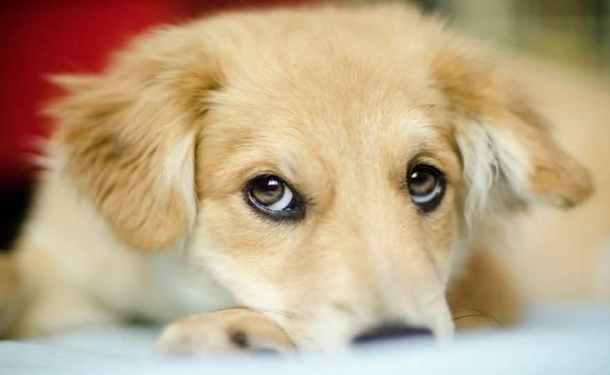 evolution yeux chiens