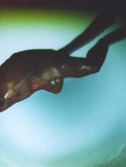 grenouille levitation diamagnetique