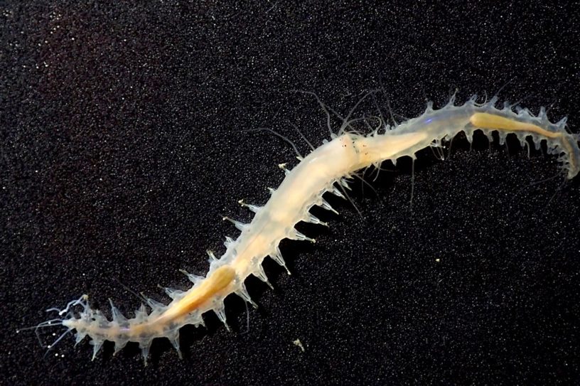 leocratides kimuraorum son puissant