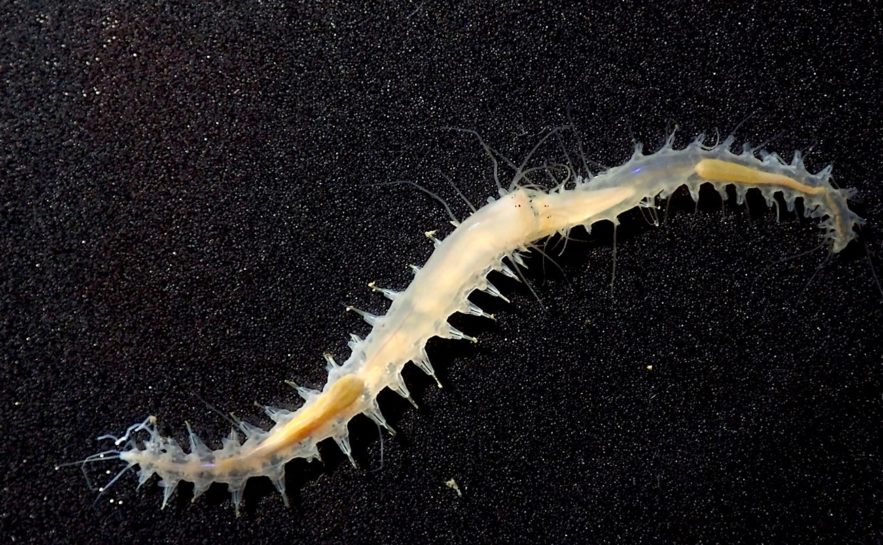 leocratides kimuraorum son puissant