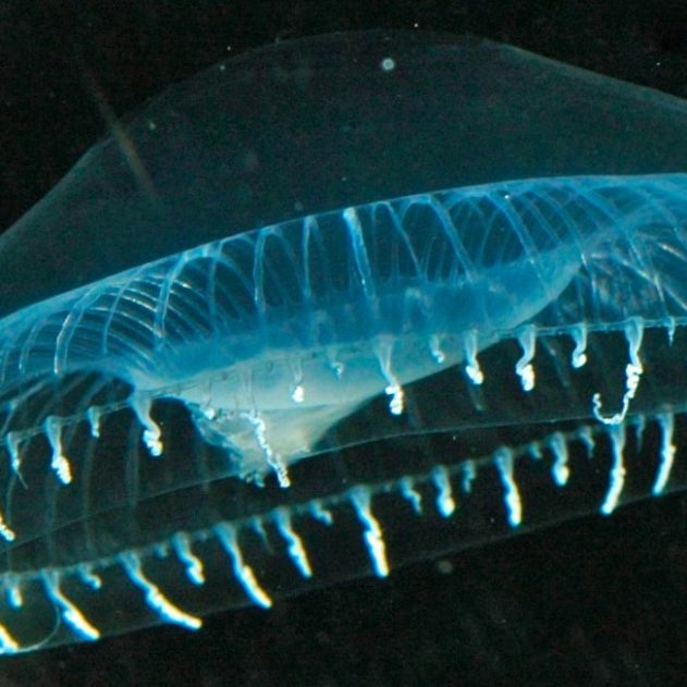 meduse fluorecence australis