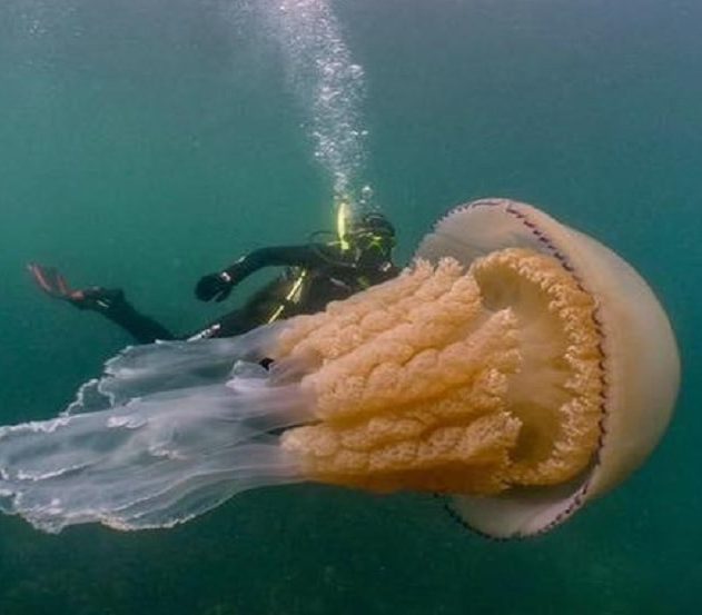meduse plongeur