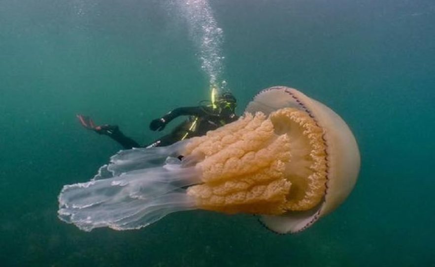 meduse plongeur