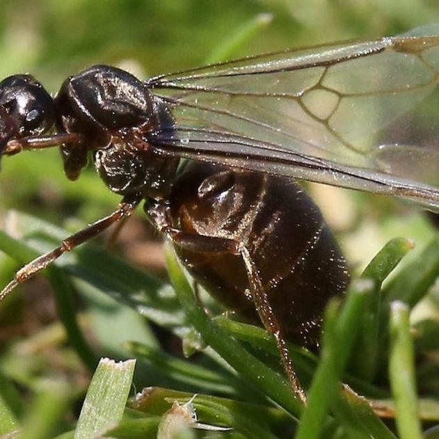 nuee fourmis volantes grande bretagne