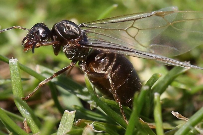 nuee fourmis volantes grande bretagne