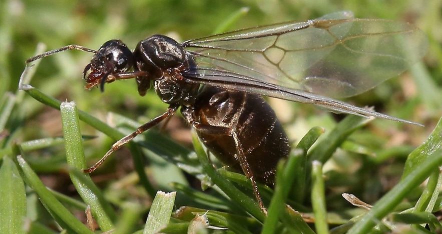nuee fourmis volantes grande bretagne