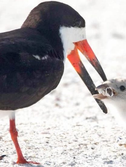 oiseau bebe cigarette megot