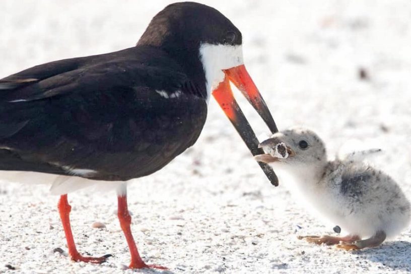 oiseau bebe cigarette megot
