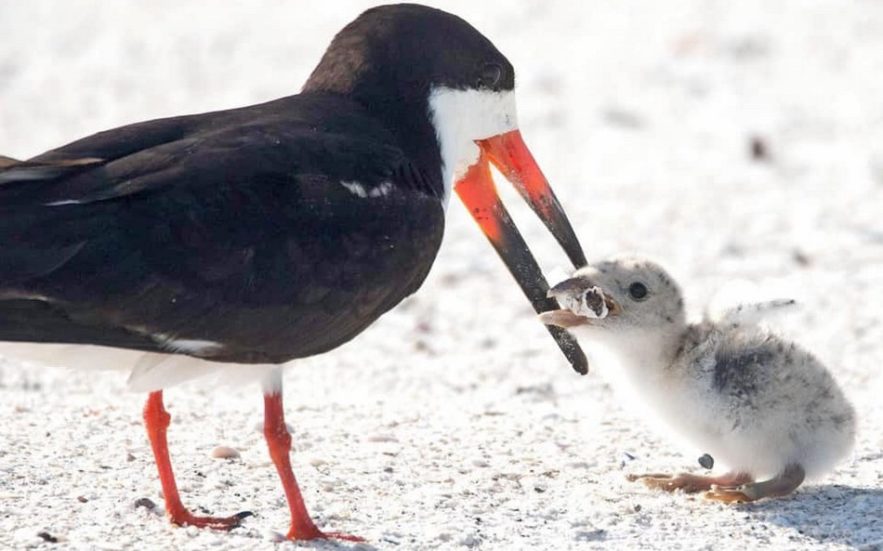 oiseau bebe cigarette megot