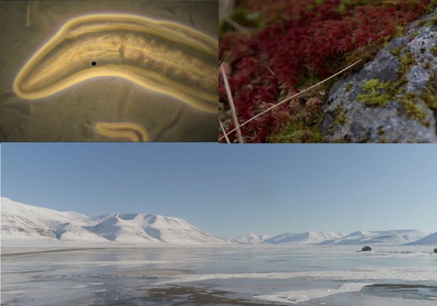 organismes pergelisol