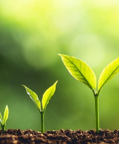 plantes conscience