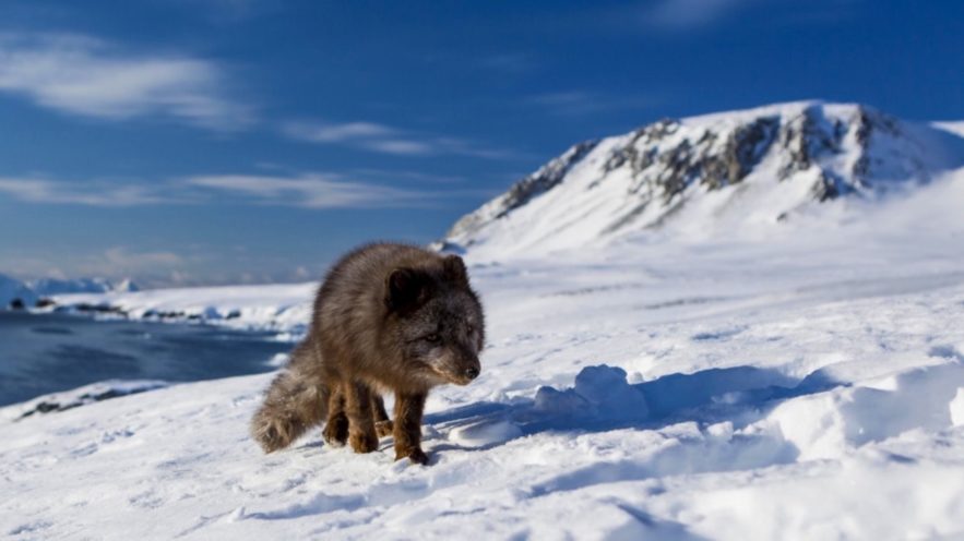renard polaire norvege canada