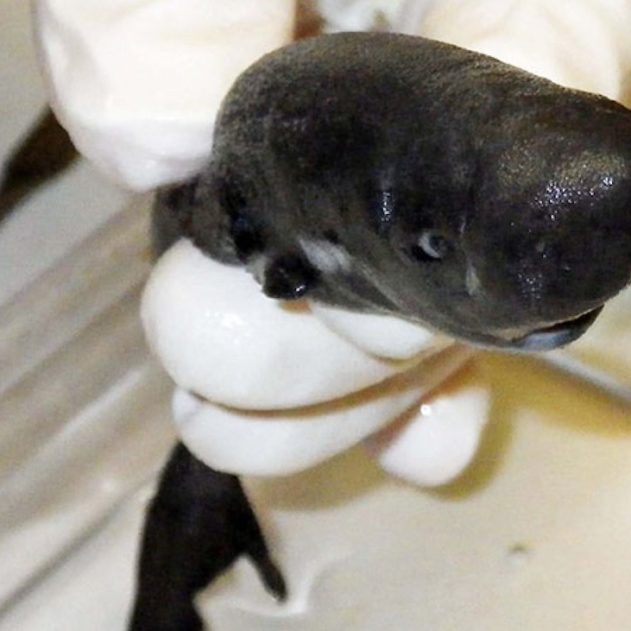 requin poche golfe