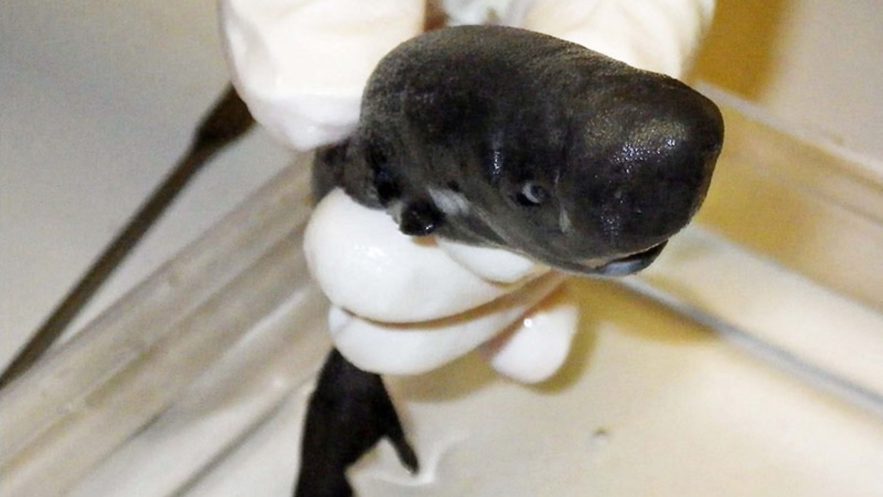 requin poche golfe