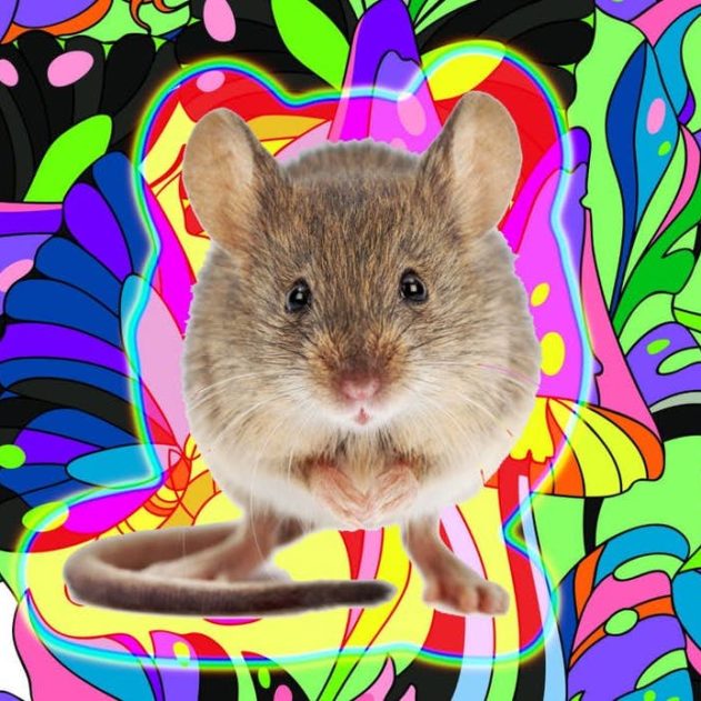 souris hallucinations avec signaux lumineux