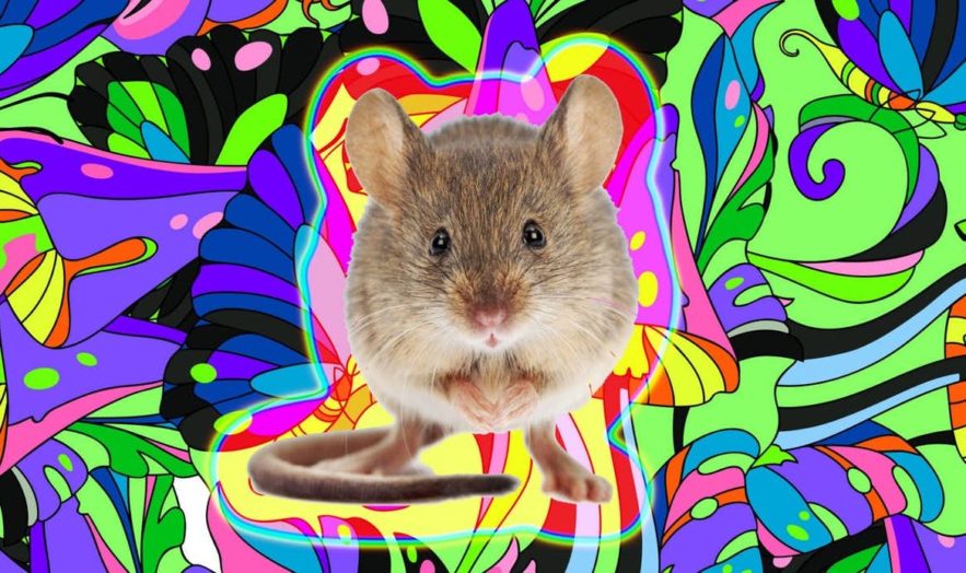 souris hallucinations avec signaux lumineux