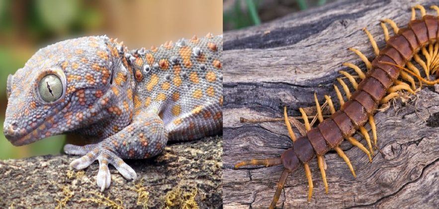 streamer gecko scolopendre