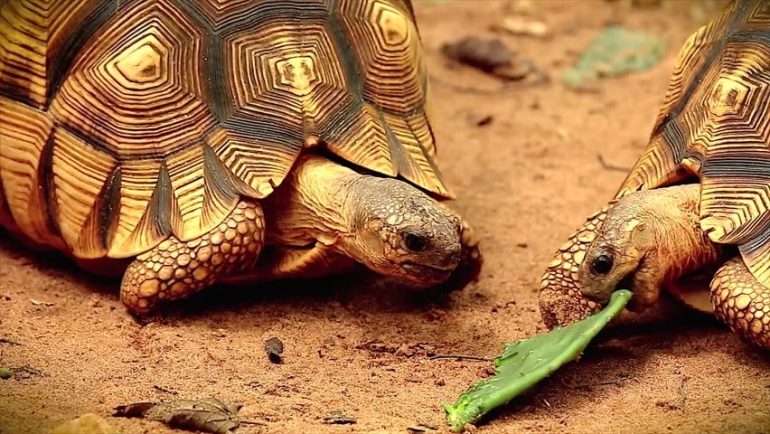 tortue soc