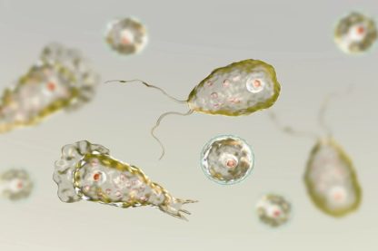 amibe naegleria fowleri