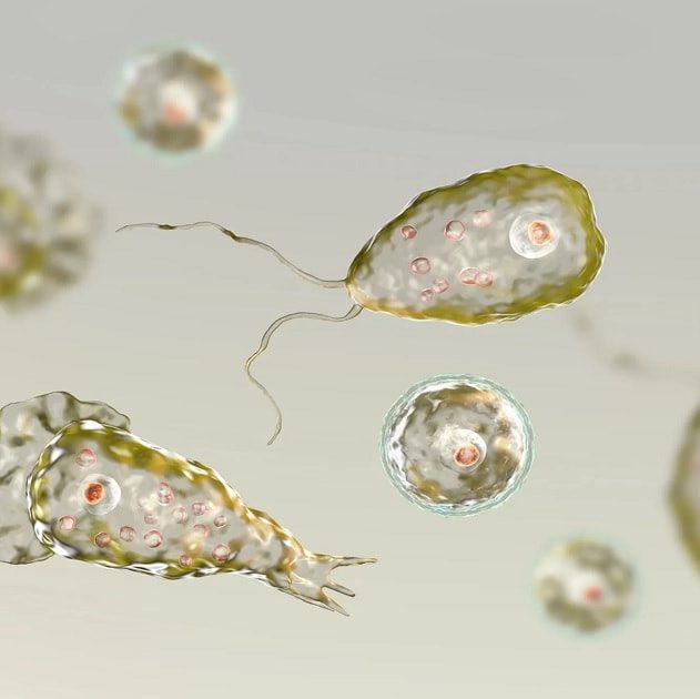 amibe naegleria fowleri