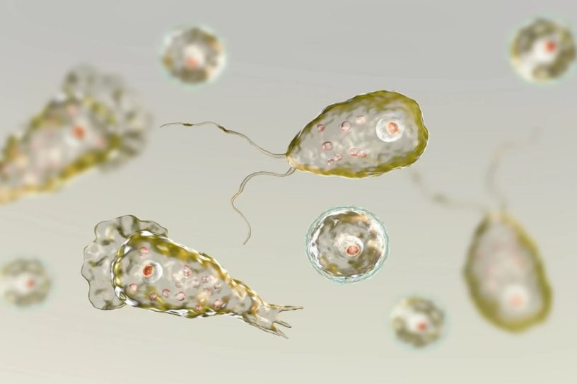 amibe naegleria fowleri