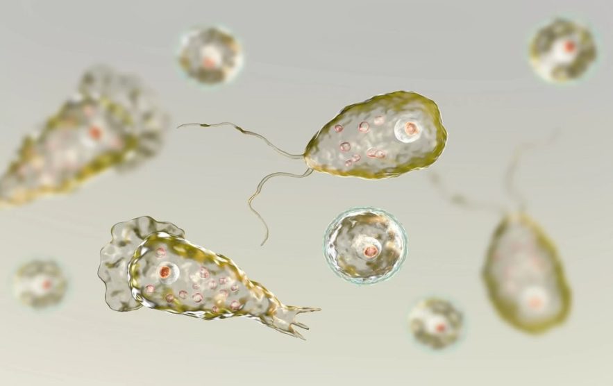 amibe naegleria fowleri