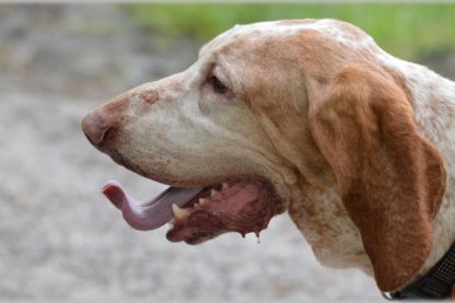 amputation chien
